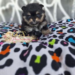 Maia - Black and tan female Pomeranian puppy in Oologah, Oklahoma from GG's Pomeranians