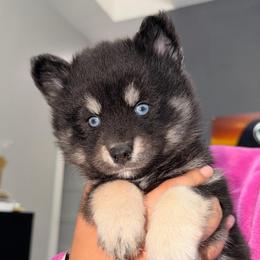 Duchess - Black and white female Pomsky puppy in Spring Hill, Florida from Besties Paw Life