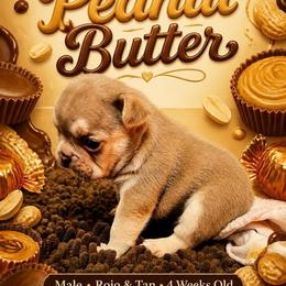 Peanut Butter - Liver male French Bulldog puppy in Boyne City, Michigan from Gichigami French Bulldogs
