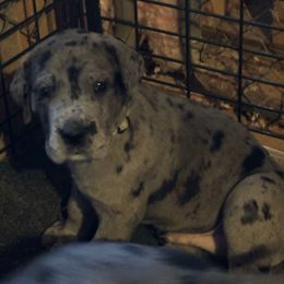 Lucas - Merle male Great Dane puppy in Gastonia, North Carolina from Stonebrook Gentle Giants