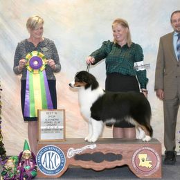 Caper - Australian Shepherd