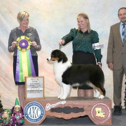 Caper - Australian Shepherd