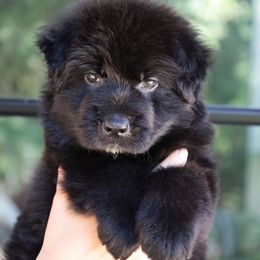 Falcon - Black male German Shepherd puppy in Canton, Texas from WILDWOOD GERMAN SHEPHERDS