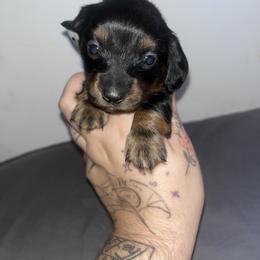 Dachshund Puppies from Doxie Dreams
