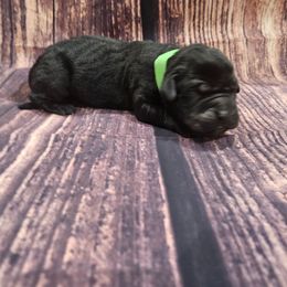 Green collar - Black male Cane Corso puppy in Fritch, Texas from Carrie Brown's Cane Corsos