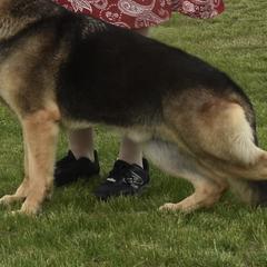 Rio - German Shepherd