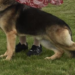 Rio - German Shepherd