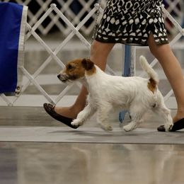Bichon Frise, Russell Terrier, and Shetland Sheepdog All Grown Up from Mountain Ash Farms