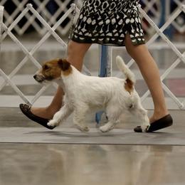 Bichon Frise, Russell Terrier, and Shetland Sheepdog All Grown Up from Mountain Ash Farms