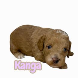 Kanga - Caramel female Australian Labradoodle puppy in Upland, California from Kings Labradoodles