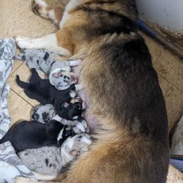 Jelly Bear - Pembroke Welsh Corgi