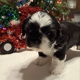 Wilbur - Black and white male Shih Tzu puppy in Boiling Springs, South Carolina from Sherry Whiteside's Shih Tzus