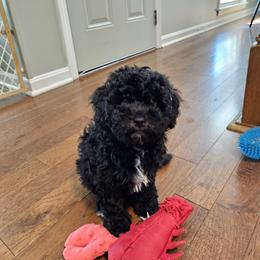 Havapoo Puppies from Derbyville Havapoos