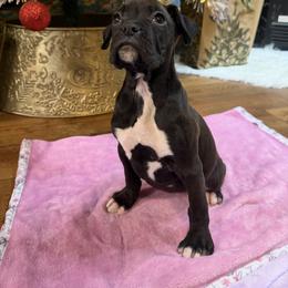 Female 2 - Brindle female Boxer puppy in Prestonsburg, Kentucky from Bre’s Boxers