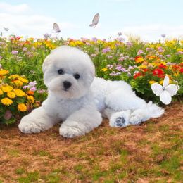 Pink girl - White female Bichon Frise puppy in Pahrump, Nevada from Calvada Danes and Bichons