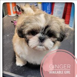 Ginger - Gold and white female Shih Tzu puppy in Orient, Ohio from Forever Friends Shih-Tzu