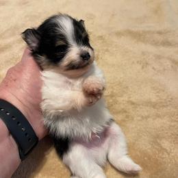 Boy 1 - Tri-colored male Pomeranian puppy in Jamestown, California from Park Avenue Poms