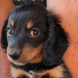HANK - Black and tan male Dachshund puppy in Paradise, Texas from C and J Minis