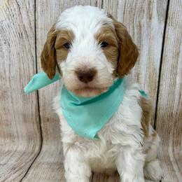 Teal Male - Parti male Goldendoodle puppy in Great Falls, Montana from Montana Goldendoodles