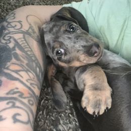 Dachshund Puppies from 307 doxies