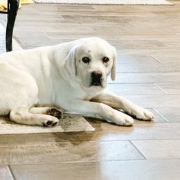 Casper - Labrador Retriever