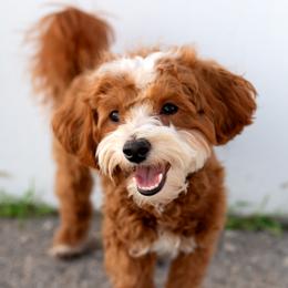 Gizmo - Goldendoodle