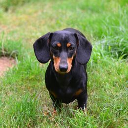 Dachshund Puppies from Laura Stutts' Dachshunds