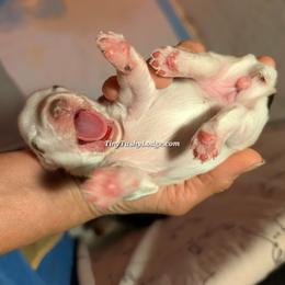 AKC Parti girl - Parti female Yorkshire Terrier puppy in Greencastle, Indiana from Tiny Tushy Lodge