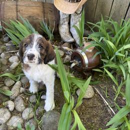 Majesty - Mahogany and white female Saint Berdoodle puppy in Traverse City, Michigan from Bare Paws Saint Berdoodles