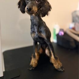AKC, Tansy. - Phantom female Poodle puppy in Rock Island, Oklahoma from Virelle Poodles