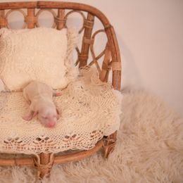 Dachshund Puppies from Brittney Harrison