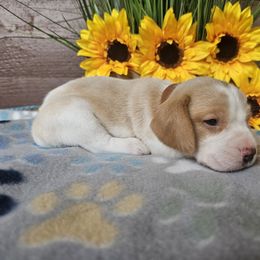 Lemon male 2 - Lemon and white male Beagle puppy in Spring Branch, Texas from Lost Trail Kennels