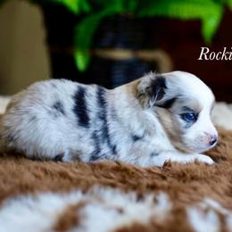 Bmf 1 - Blue merle female Toy Australian Shepherd puppy in Russellville, Arkansas from Rockin H Aussies