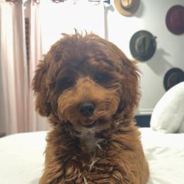 Goldendoodle All Grown Up from Goldendoodle AZ