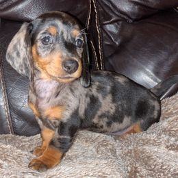 Girl 3 - Black and tan Dachshund puppy in Buckeye, Arizona from AZ Dachshund Proud
