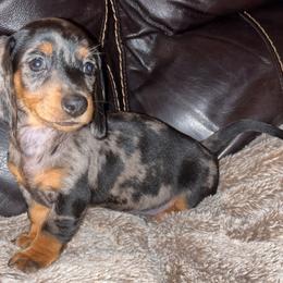 Girl 3 - Black and tan Dachshund puppy in Buckeye, Arizona from AZ Dachshund Proud