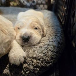 Eclipse - Brown - Golden male Golden Retriever puppy in Lucasville, Ohio from Halo Kennels