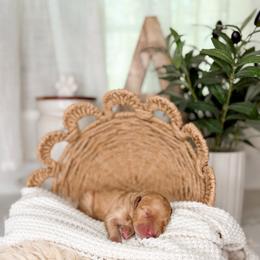 Bandit - Apricot male Goldendoodle puppy in Ooltewah, Tennessee from Allison Family Doodles