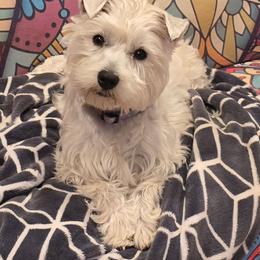 Izzy - West Highland White Terrier