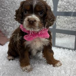 Girl 2 - Brown and white female Cockapoo puppy in West Plains, Missouri from The Royal Kennel