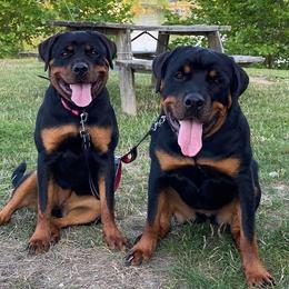 Rottweilers from Gambill Haus Rottweilers
