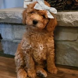 Aussiedoodle and Australian Mountain Doodle Puppies from Jagged Oaks Farm