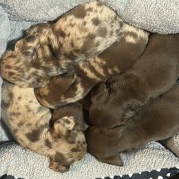 Dachshund Puppies from Carter's Kennels