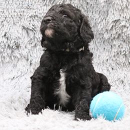 Poodle Puppies from Absolutely Pampered Poodles