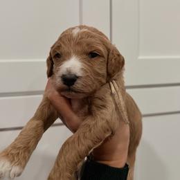 White - Apricot female Goldendoodle puppy in Bakersfield, California from Lavish Doodles