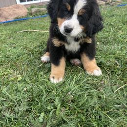 Bernese Mountain Dog Puppies from Berners of New Mexico