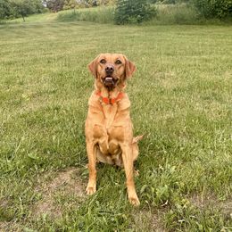 Rio - Labrador Retriever