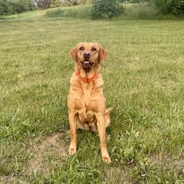 Rio - Labrador Retriever