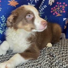 Paul - Red male Border Collie puppy in Fenton, Michigan from Darrowby Border Collies