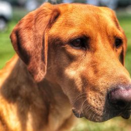 Labrador Retriever and Pembroke Welsh Corgi All Grown Up from FLK Corgis
